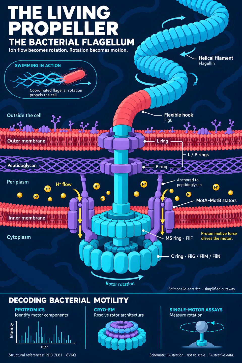 The Living Propeller — Bacterial Flagellum — illustrated scientific poster